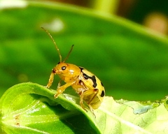 Cerotoma dilatipes