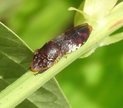 Homalodisca ichthyocephala