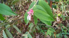 Ericaceae