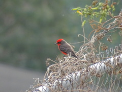 Pyrocephalus rubinus