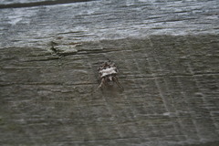 Acanthepeira stellata