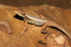 Diporiphora