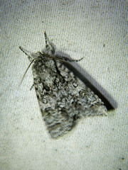 Acronicta impressa