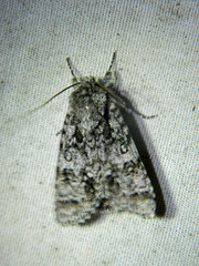 Acronicta impressa