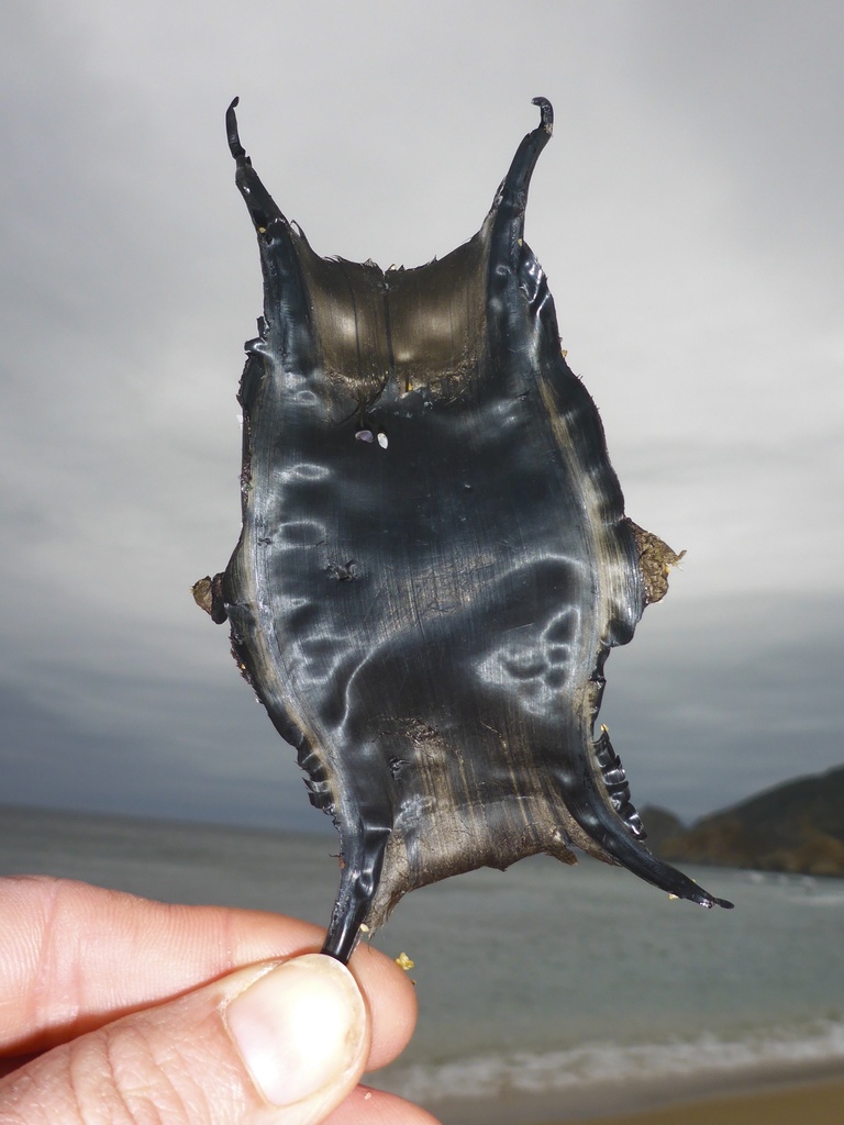 California ray