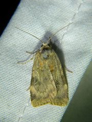 Cryptocala acadiensis
