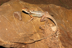 Diporiphora