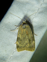 Cryptocala acadiensis