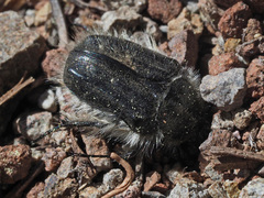 Tropinota squalida canariensis