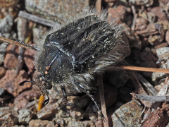 Tropinota squalida canariensis
