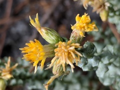 Ericameria cuneata cuneata