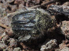 Tropinota squalida canariensis