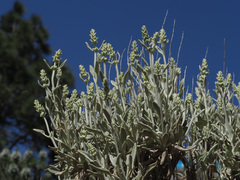 Sideritis dasygnaphala