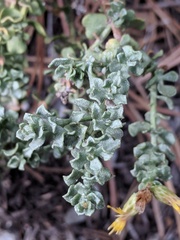 Ericameria cuneata cuneata