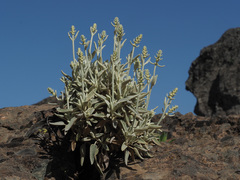 Sideritis dasygnaphala