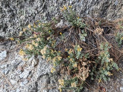 Ericameria cuneata cuneata