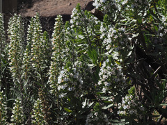 Sideritis dasygnaphala