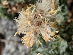 Ericameria cuneata cuneata