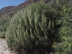 Echium onosmifolium