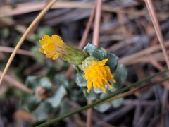 Ericameria cuneata cuneata