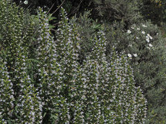 Echium onosmifolium