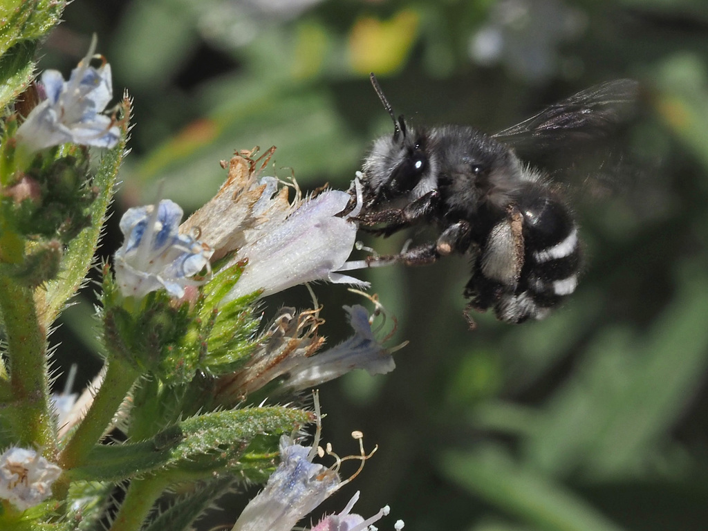 Anthophora alluaudi