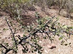 Condalia correllii