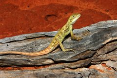 Diporiphora