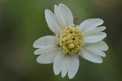 Millerieae