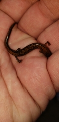 Plethodon dorsalis