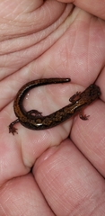 Plethodon dorsalis