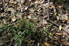 Dichanthelium equilaterale