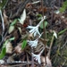 Ainsliaea latifolia - Photo 由 Reta Bahadur Powrel 所上傳的 (c) Reta Bahadur Powrel，保留部份權利CC BY-NC