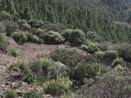 Echium onosmifolium image