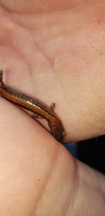 Plethodon cinereus