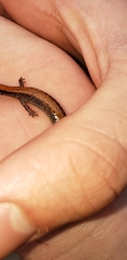 Plethodon cinereus