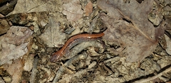 Plethodon cinereus