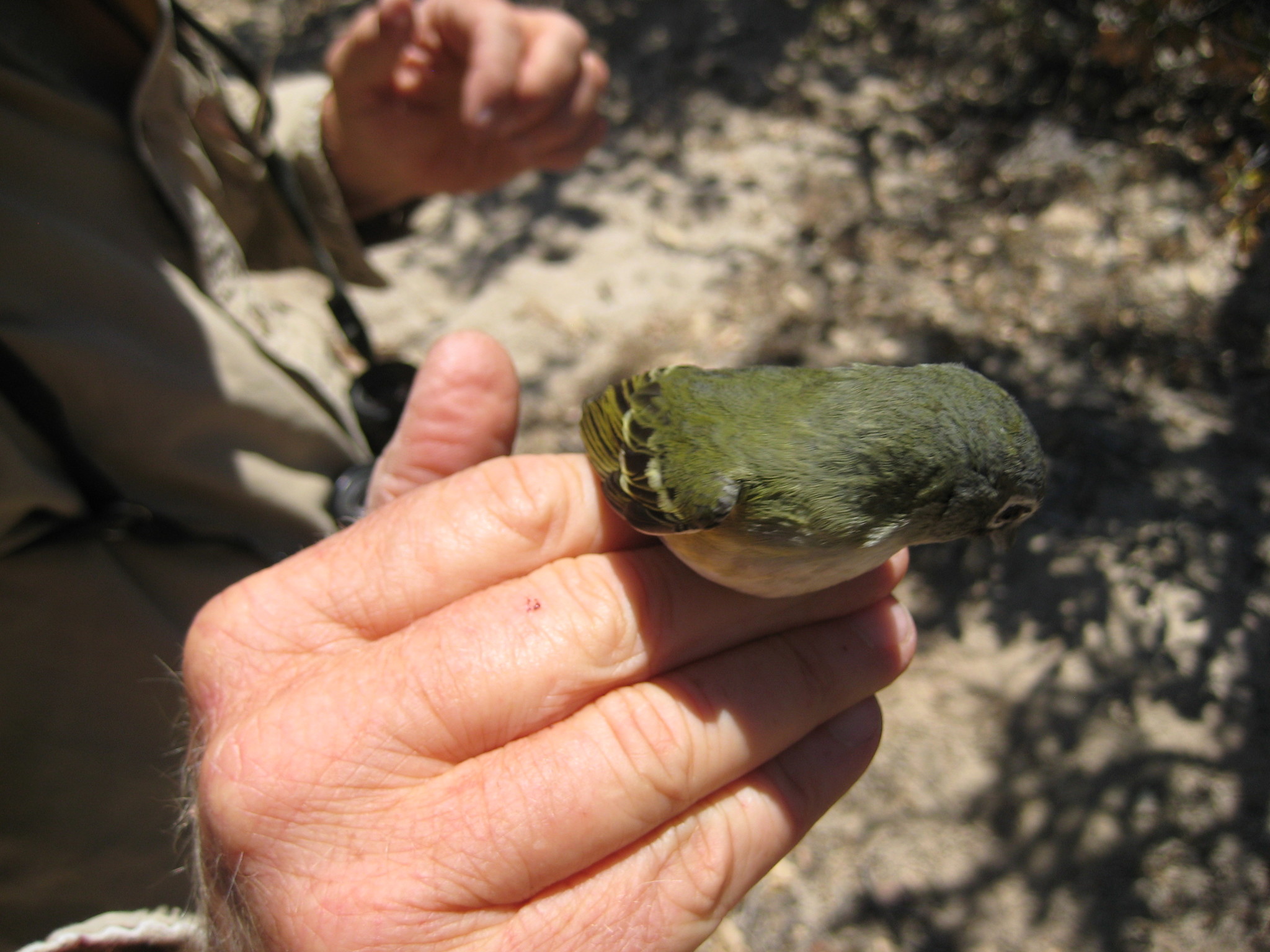 Cassin's Vireo (Vireo cassinii)
