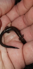 Plethodon cinereus