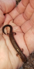 Plethodon cinereus