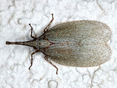 Rentinus dilatatus