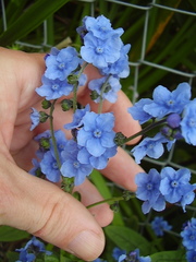 Cynoglossum amabile
