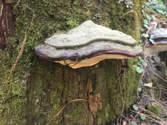 Fomitopsis schrenkii