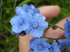 Cynoglossum amabile
