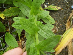 Cynoglossum amabile