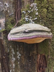 Fomitopsis schrenkii