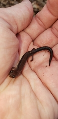 Plethodon cinereus