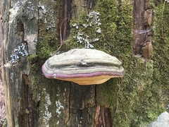 Fomitopsis schrenkii
