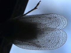 Rentinus dilatatus