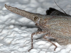 Rentinus dilatatus